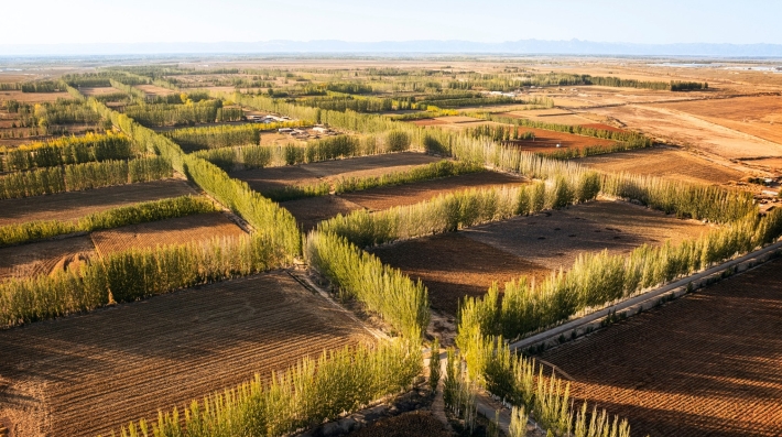 A grid of partition forests in the reforested desert which has successfully controlled desertification. 