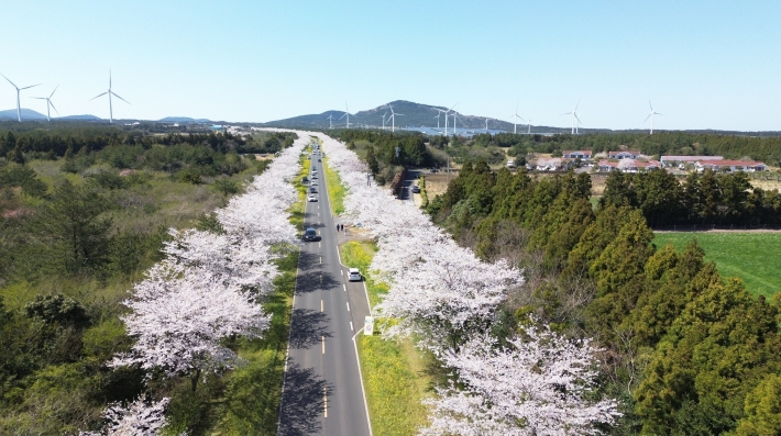 An aerial view of a road lined by cherry blossoms