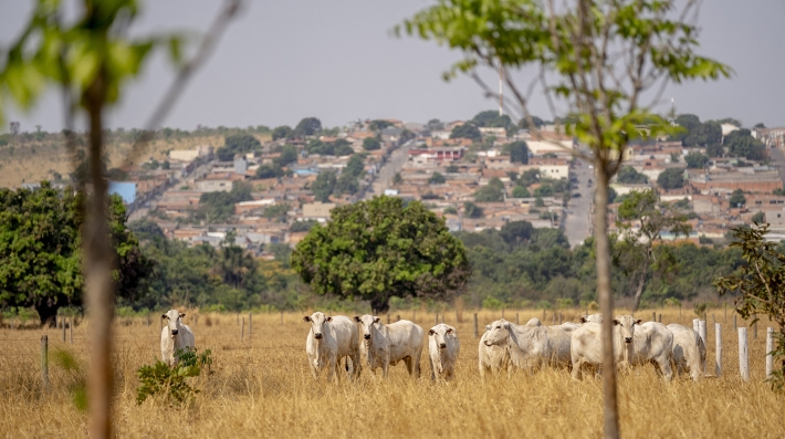 Cows stand in a field of tall grass