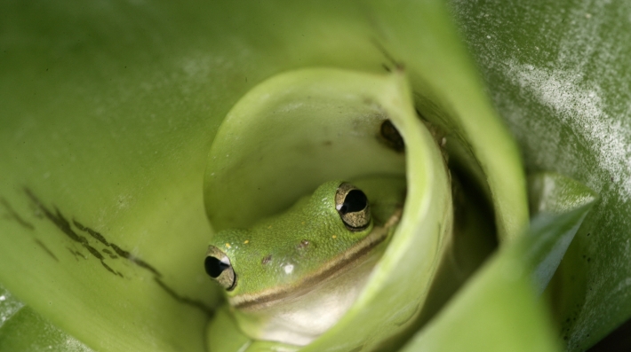 A frog hiding in plant