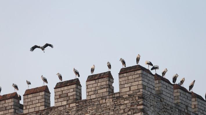 A group of storks sit on ramparts in downtown Istanbul