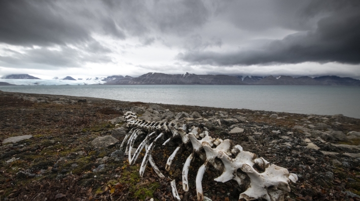 An animal skeleton