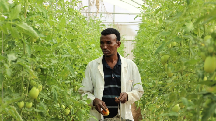A man harvests tomatoes