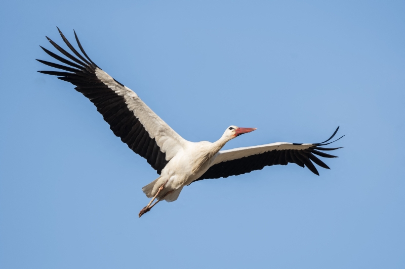 A stork coasting against the backdrop of a bright blue sky