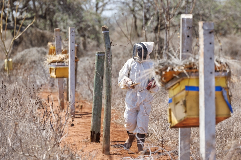 A man in a beekeeping suit walks in a field