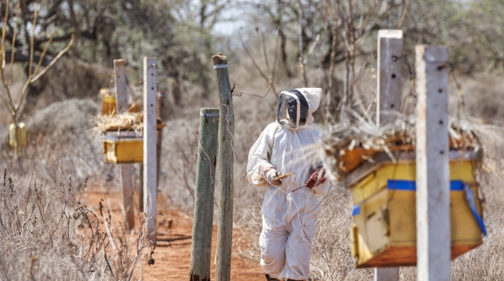 A man in a beekeeping suit walks in a field