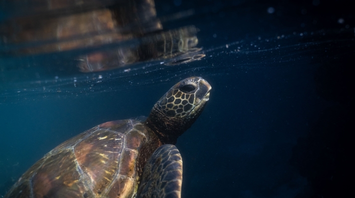 A turtle bobs near the surface of the ocean