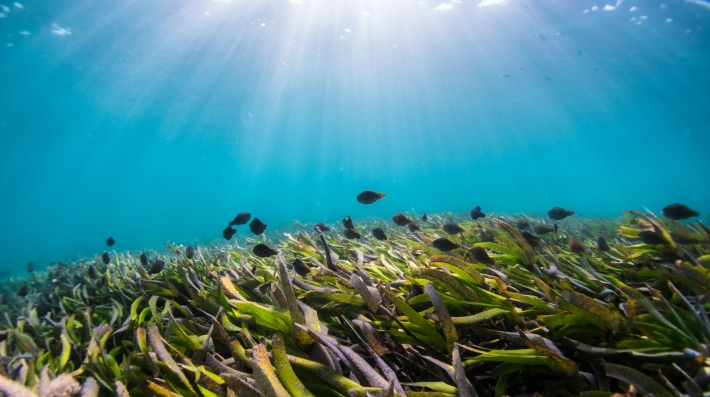 Seagrass under water during daytime