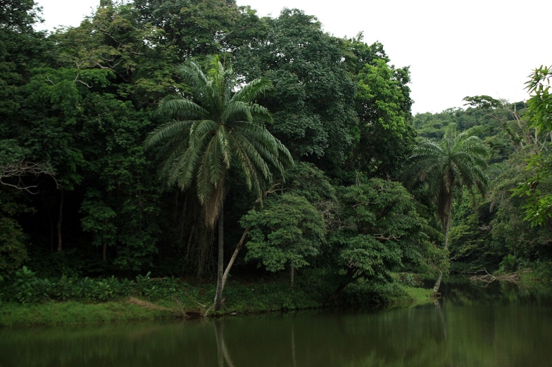 Forest Near Kinshasa
