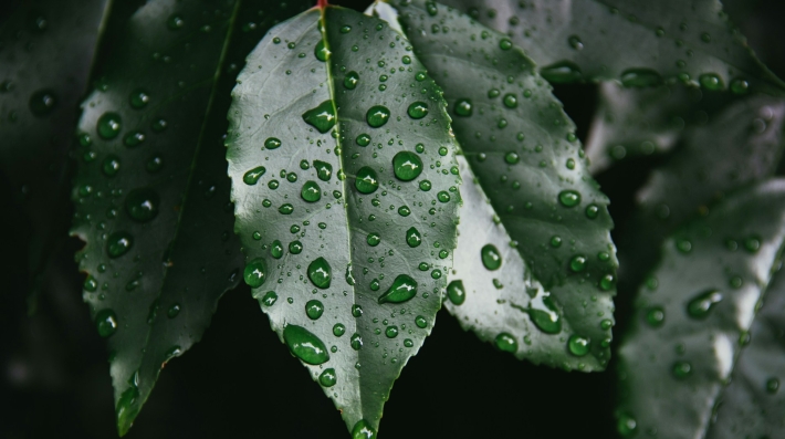 Dew on leaves