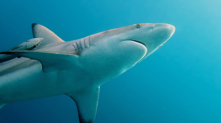 A shark from above