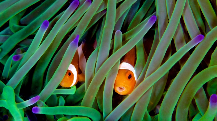 Two orange clownfish hiding in a coral reef.