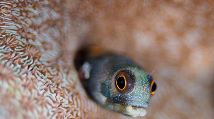 A closeup of a fish and coral