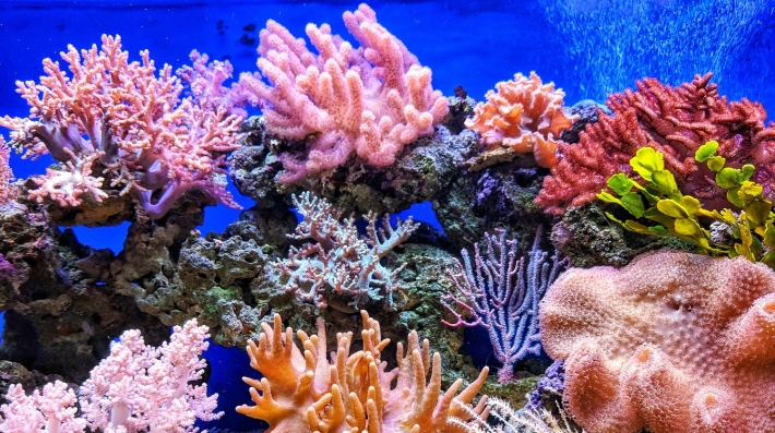 live corals