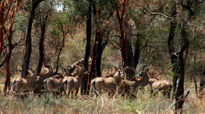 Roan antelope Hippotragus equinus Dinder National Park