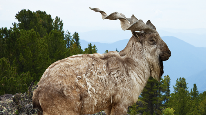 A markhor standing outside