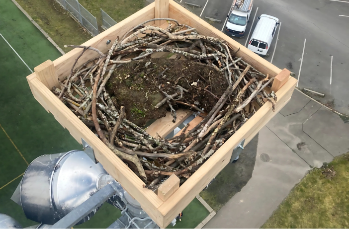 A view from above of a wooden nesting platform built on top of a tall structure, filled with twigs and branches to support osprey nesting in an urban area.